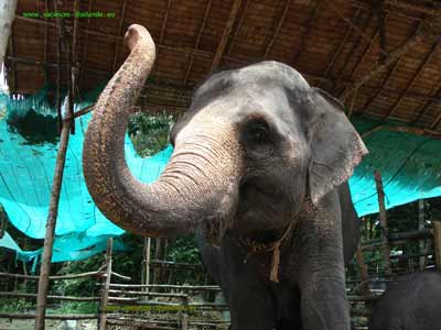 photo 12 English prices of rent, the elephant walks on the island of Koh Samui in Thailand 400